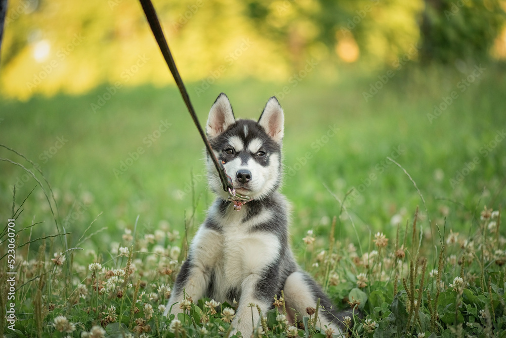 Beautiful young purebred husky puppy on a walk on a leash in the park.