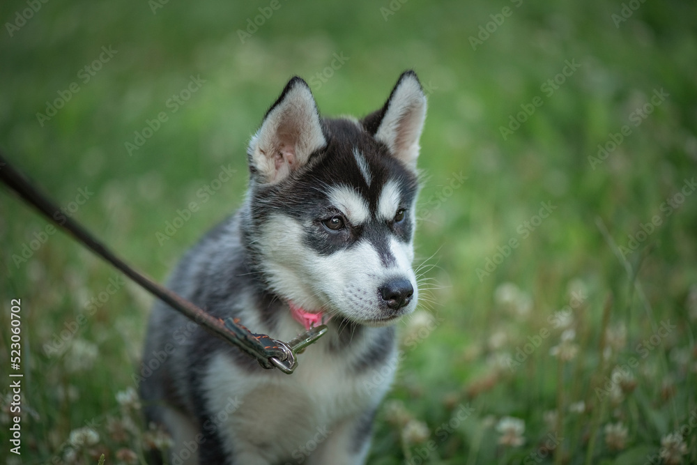 Beautiful young purebred husky puppy on a walk on a leash in the park. Beautiful young purebred husky puppy on a walk on a leash in the park.