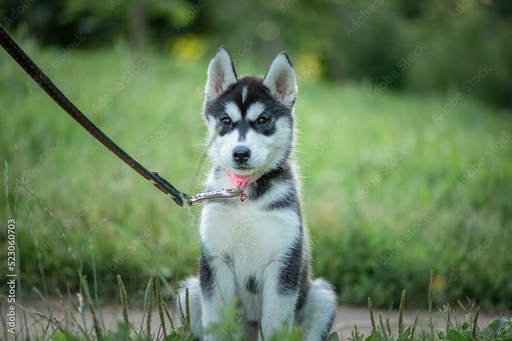 Beautiful young purebred husky puppy on a walk on a leash in the park. Beautiful young purebred husky puppy on a walk on a leash in the park.