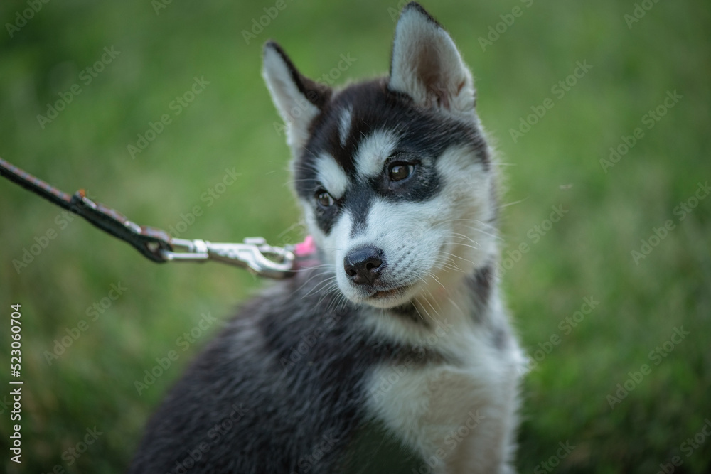 Beautiful young purebred husky puppy on a walk on a leash in the park. Beautiful young purebred husky puppy on a walk on a leash in the park.