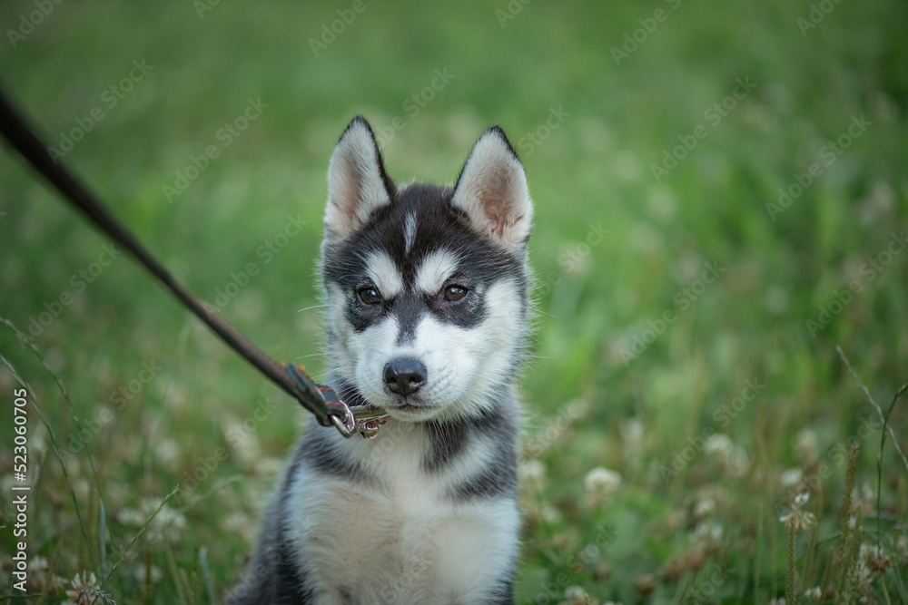 Beautiful young purebred husky puppy on a walk on a leash in the park. Beautiful young purebred husky puppy on a walk on a leash in the park.