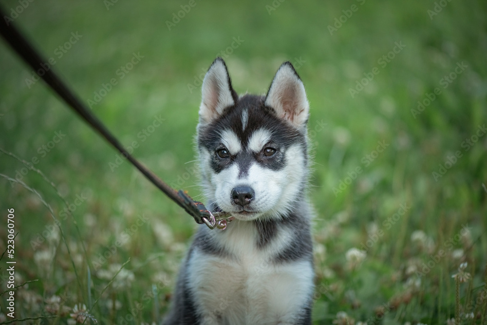 Beautiful young purebred husky puppy on a walk on a leash in the park.