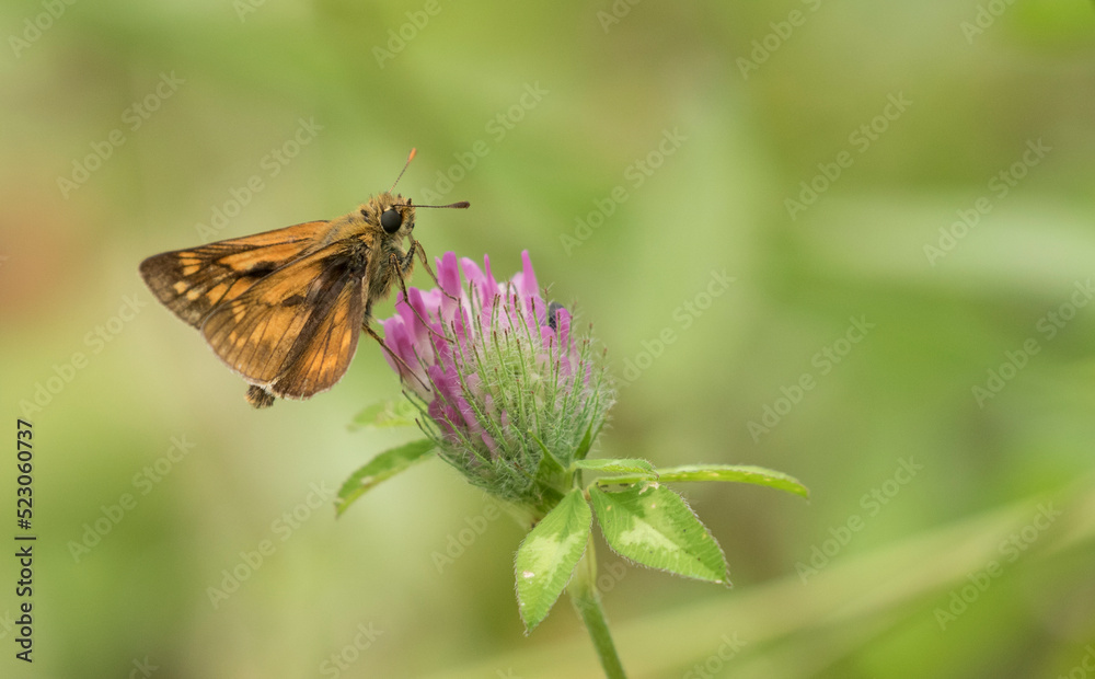Large skipper (Ochlodes venatus) is a skipper butterfly species in the family Hesperiidae. Large skipper (Ochlodes venatus) is a skipper butterfly species in the family Hesperiidae.
