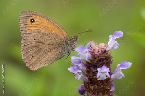 Meadow brown (Maniola jurtina) is a butterfly species widely often abundant; it is common to all types of pasture, such as flowery meadows, grassy slopes, neglected cultivated areas, open hedges...
