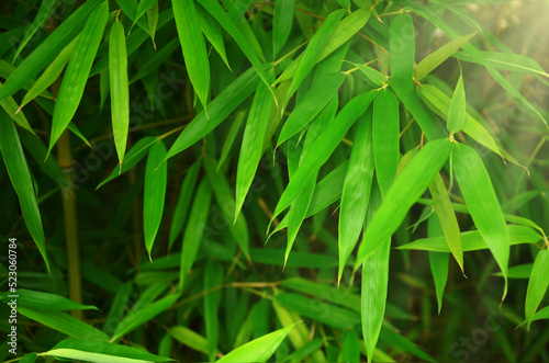 A bamboo tree  grows in the garden .Natural background with green leaves of bamboo tree . Planting growing bamboo outdoors or landscaping concept.