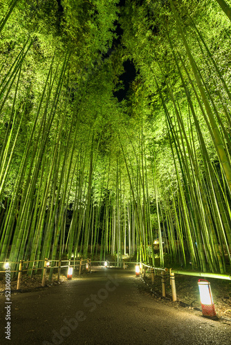 嵐山 竹林ライトアップ