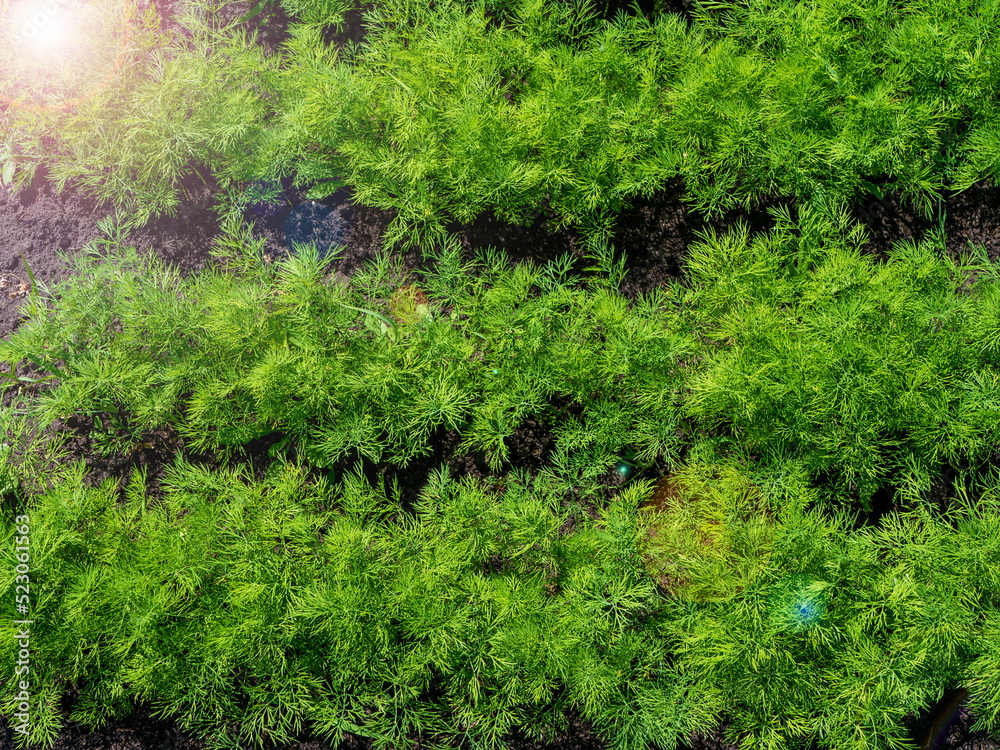 The process of growing dill. Young dill in open ground. Organic