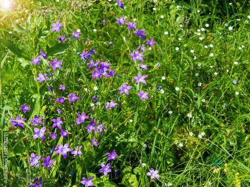 Bluebells and Stellaria graminea in the meadow. Small blue flowers  Campanula bononiensis  in summer meadow. Campanula flowers. Design elements