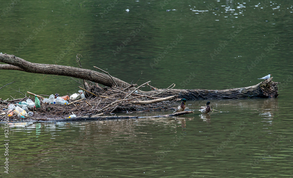Nile geese in a polluted river