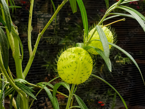Hairy Balls (Gomphocarpus physocarpus). Also known as Balloon Plant, Giant Swan or Milkweed. photo