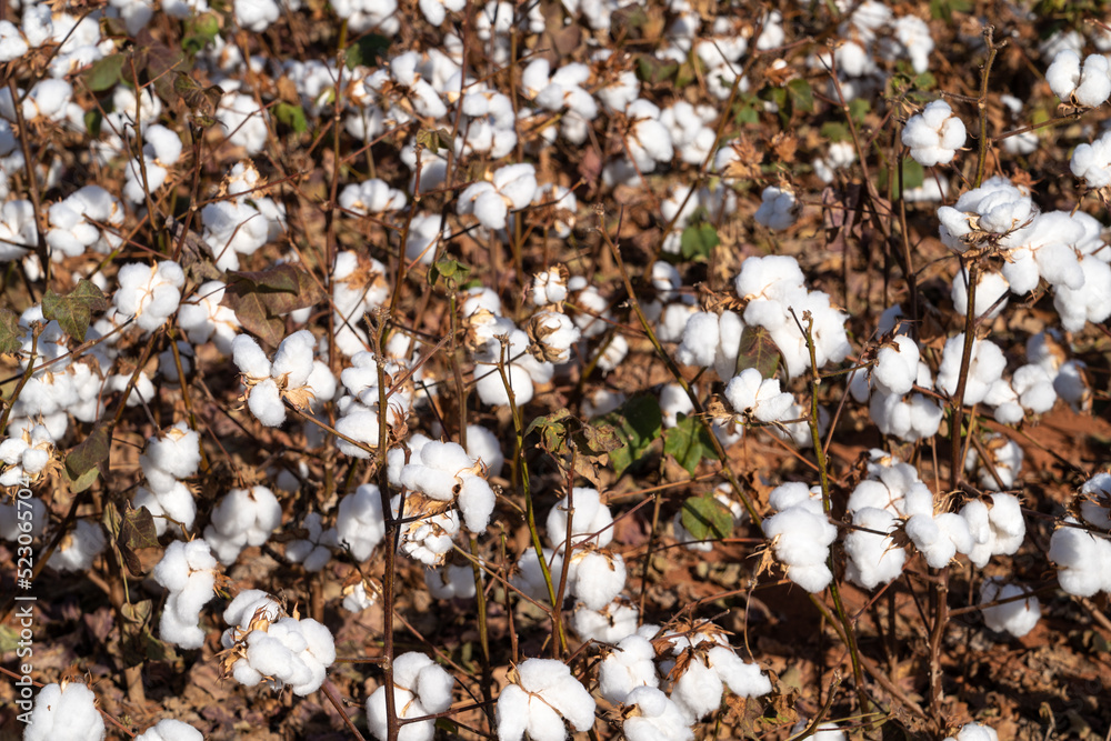 Beautiful view of cotton farm plantation field at harvest time in Mato Grosso, Brazil in sunny summer day. Concept of agriculture, ecology, environment,  textile industry.