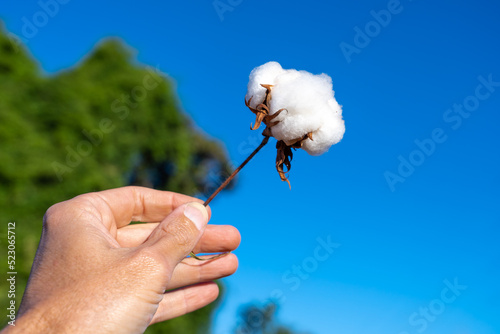 Closeup of farmer hand holding twig of cotton bud in farm plantation with blurred blue sky background. Mato Grosso, Brazil. Concept of agriculture, ecology, environment, textile industry, nature.