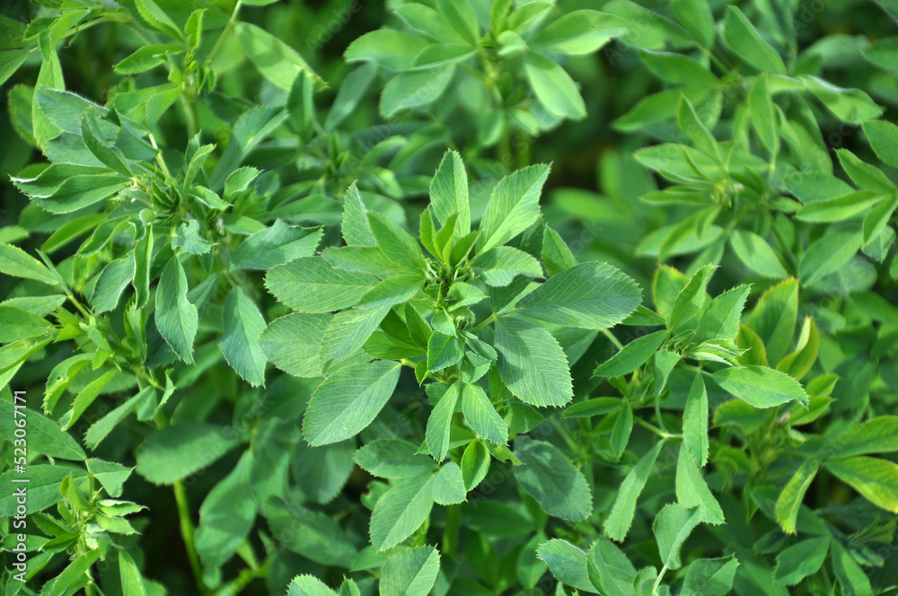 In the spring field young alfalfa grows In the spring field young alfalfa grows