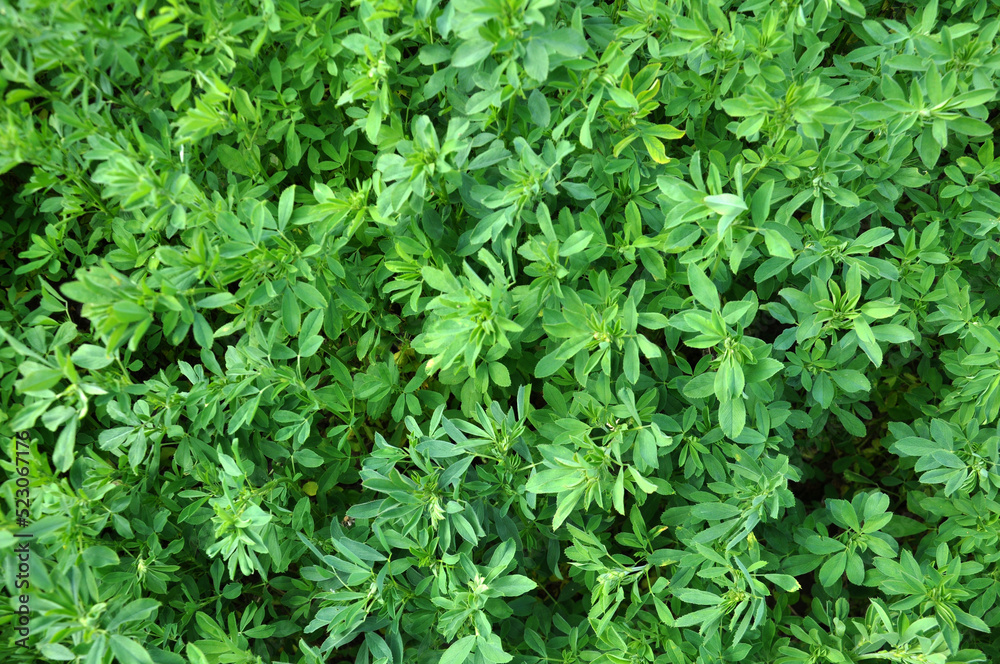 In the spring field young alfalfa grows In the spring field young alfalfa grows
