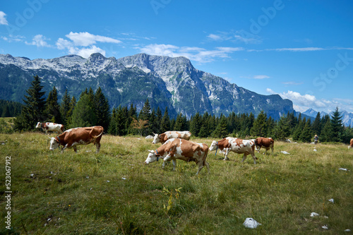 Mucche al poscolo in malga Montasio
