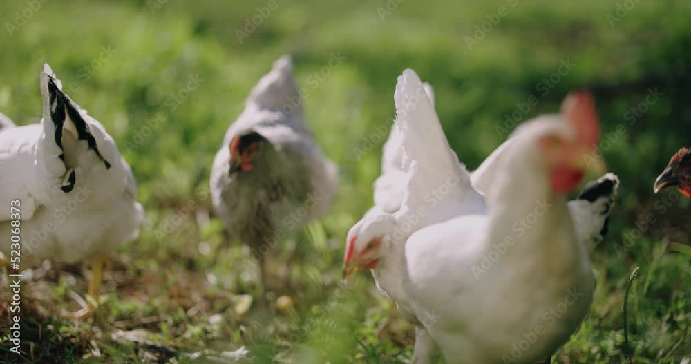 Chickens of different breeds and colors walk on the green grass in the spring sunshine and eat their feed and bread crumbs Chickens of different breeds and colors walk on the green grass in the spring sunshine and eat their feed and bread crumbs