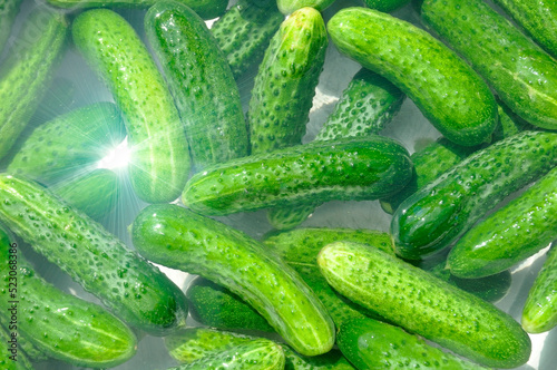 Ripe green cucumbers in water. Seasonal preparations.