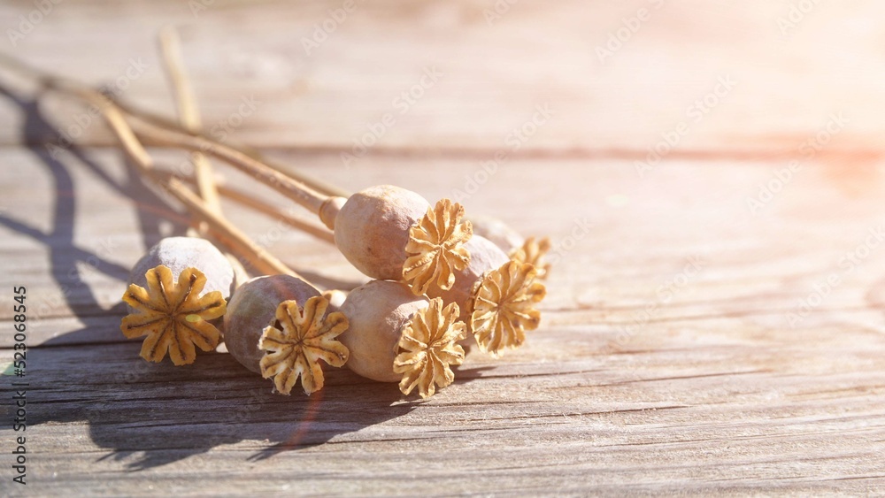 Bouquet of dry poppy stems with seed pods on a wooden surface. Bouquet of dry poppy stems with seed pods on a wooden surface.