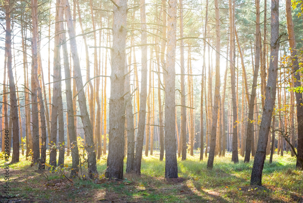 Obraz premium pine tree forest in light of sparkle sun
