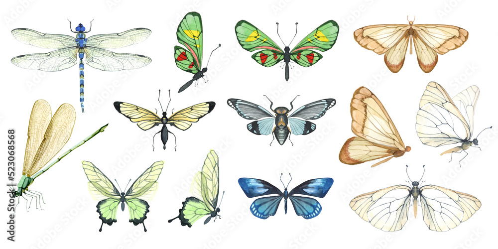 Fototapeta set of watercolor illustrations of butterflies, dragonflies and flying insects. Realistic illustrations of multi-colored butterflies of different breeds, Tropical butterflies for stickers, diary,