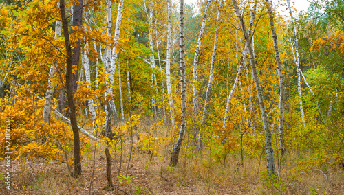 red dry oak tree grove at quiet autumn day