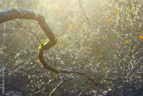 closeup tree branch in water drops lightened by sun
