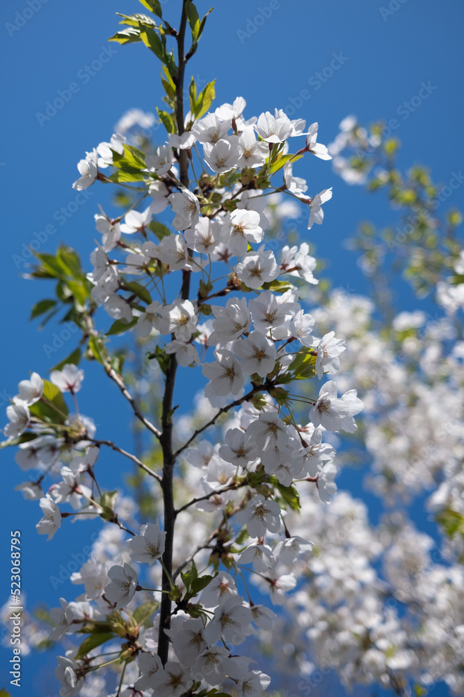 Cherry Blossom flowers