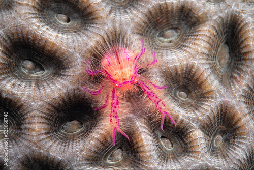 Hairy squat lobster, Lauriea siagiani,  Lembeh Strait, Indonesia,  photo