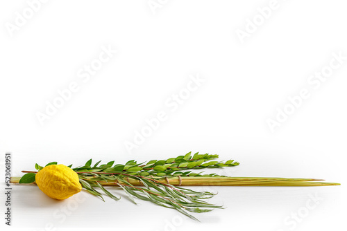 Jewish holiday of Sukkot. Traditional symbols (The four species): Etrog (citron), lulav (palm branch), hadas (myrtle), arava (willow)