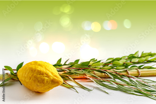 Jewish holiday of Sukkot. Traditional symbols (The four species): Etrog (citron), lulav (palm branch), hadas (myrtle), arava (willow) photo