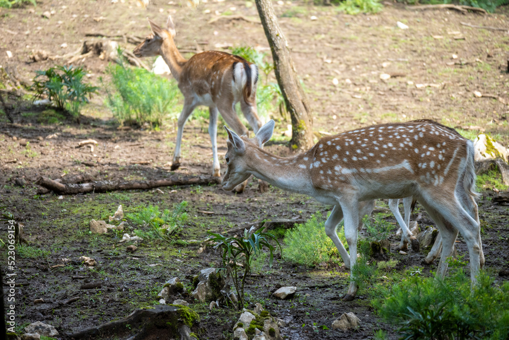 Herd of european fallow deers grazing on the forest edge, with their prominent white dots in the brown fur Herd of european fallow deers grazing on the forest edge, with their prominent white dots in the brown fur