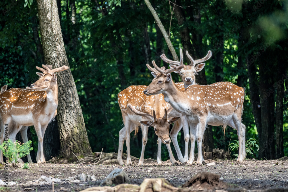 Young european fallow deer bucks standing in group on the forest edge, showing their prominent white dots in the brown fur Young european fallow deer bucks standing in group on the forest edge, showing their prominent white dots in the brown fur