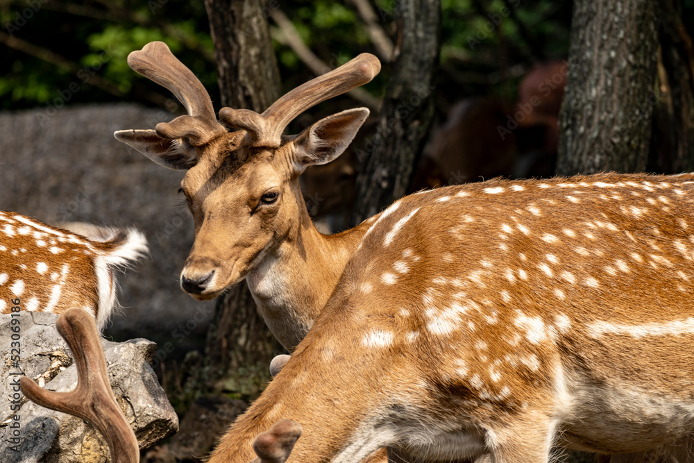 Herd of european fallow deers standing in group on the forest edge, showing their prominent white dots in the brown fur Herd of european fallow deers standing in group on the forest edge, showing their prominent white dots in the brown fur