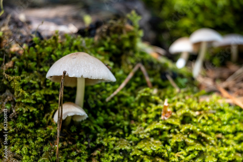 Beautiful, small, white mushrooms growing in the moss on the forest floor of croatian mountains
