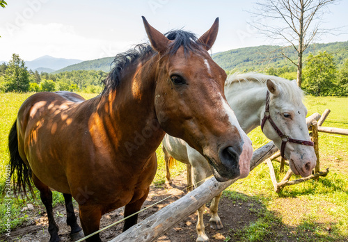 Beautiful horses standing behind the wooden fence in Rakovica  Croatia  waiting to be fed