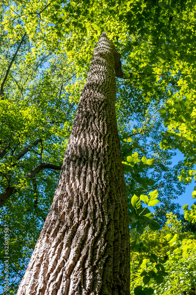 Fototapeta premium big maple tree in the wood in summer