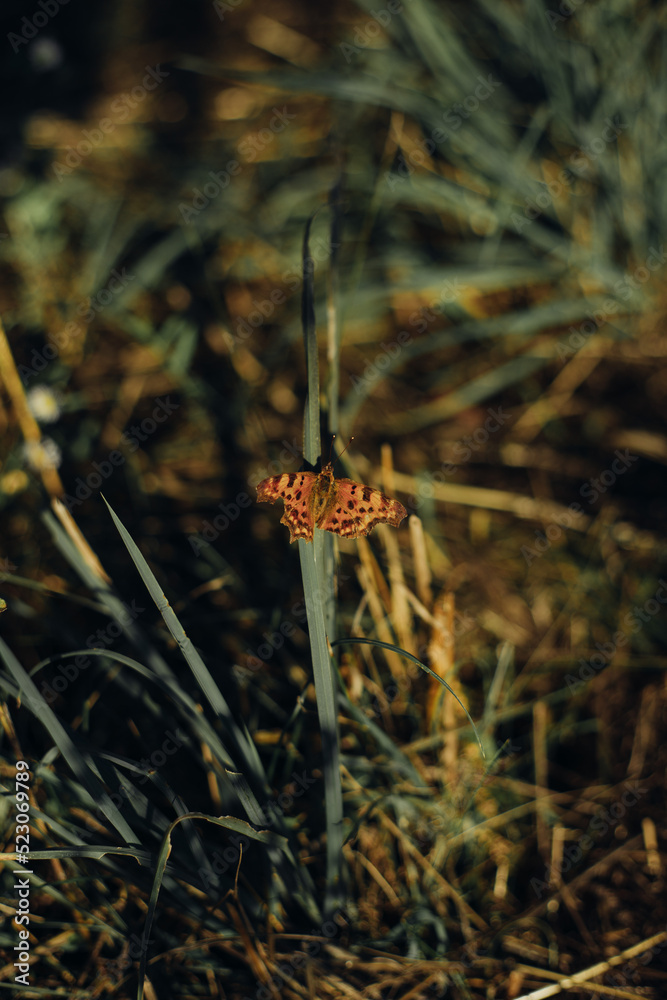 Fototapeta premium Polygonia c-album sitting on the grass