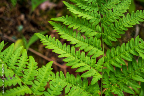 Close-up leaves of the oldest plant ferns in the forest. Environment. Selective focus.