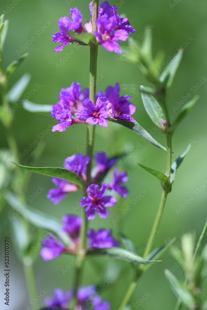 Naklejka premium ミソハギの花