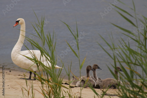 Fototapeta Naklejka Na Ścianę i Meble -  Łabędzie