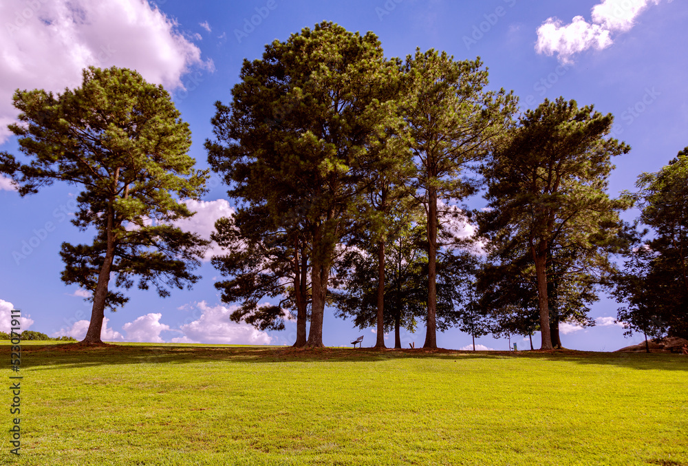Fototapeta premium Under the tallest tree
