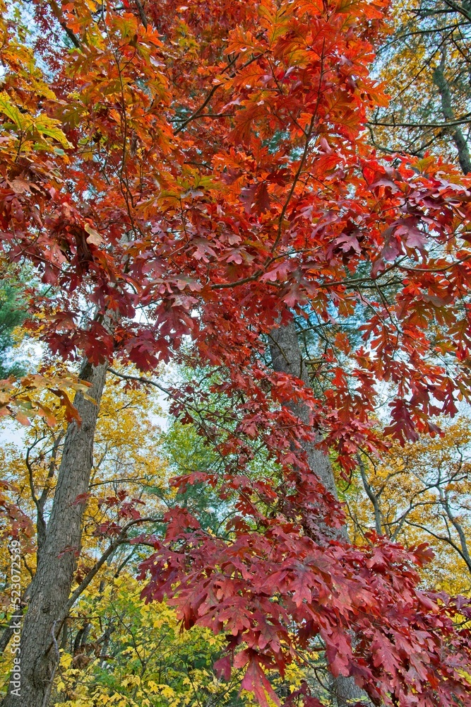 Bright red colored leaves populate the red oak trees in the autumn season Bright red colored leaves populate the red oak trees in the autumn season