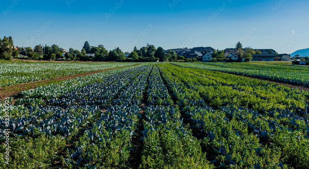 Cultivation mountains field fields vegetables cabbage agriculture Perly, Switzerland Europe.