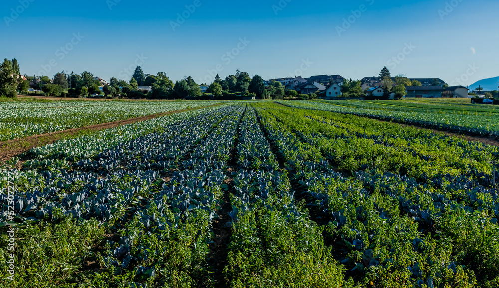 Cabbage fields. Field of cabbage in Perly region of Switzerland. Farming in Europe.