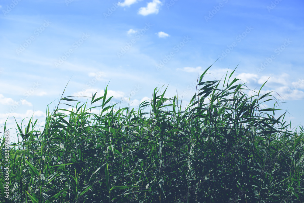 Obraz premium Water reed against blue clear sky in summer day. Nature background.