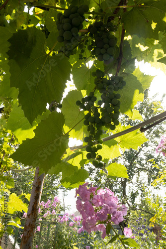 Bunches of green grapes and a pink flower below