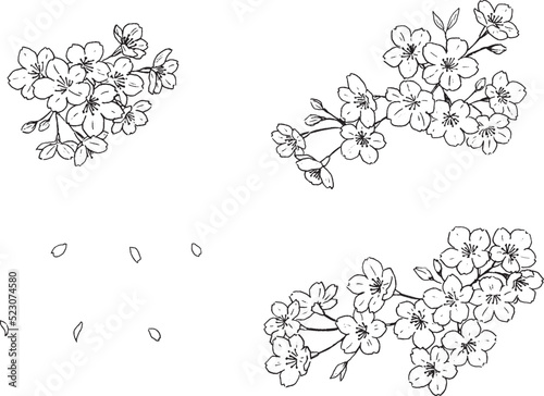 Cherry blossoms line drawing set with transparent background