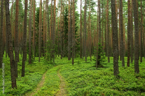 Wallpaper Mural trees in the forest Torontodigital.ca