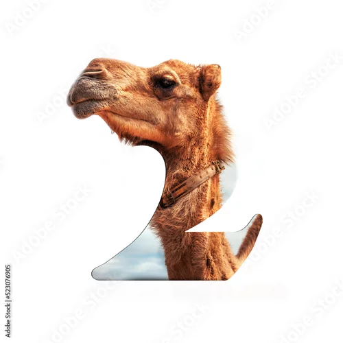 Fototapeta samoprzylepna Dwa w wielbłądzie 