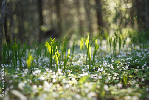 Glade in the forest with a lot of lilies of the valley